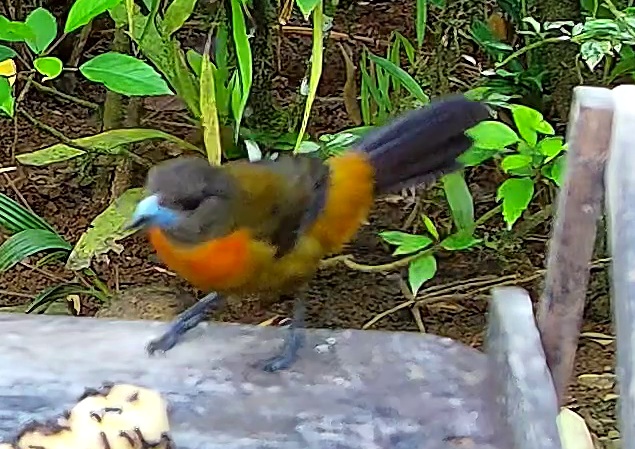 Tangara flamboyant