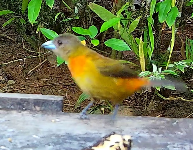Tangara flamboyant