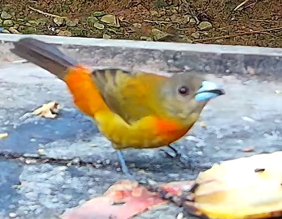 Tangara flamboyant