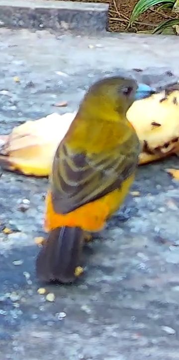 Tangara flamboyant