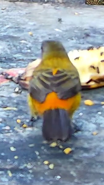Tangara flamboyant