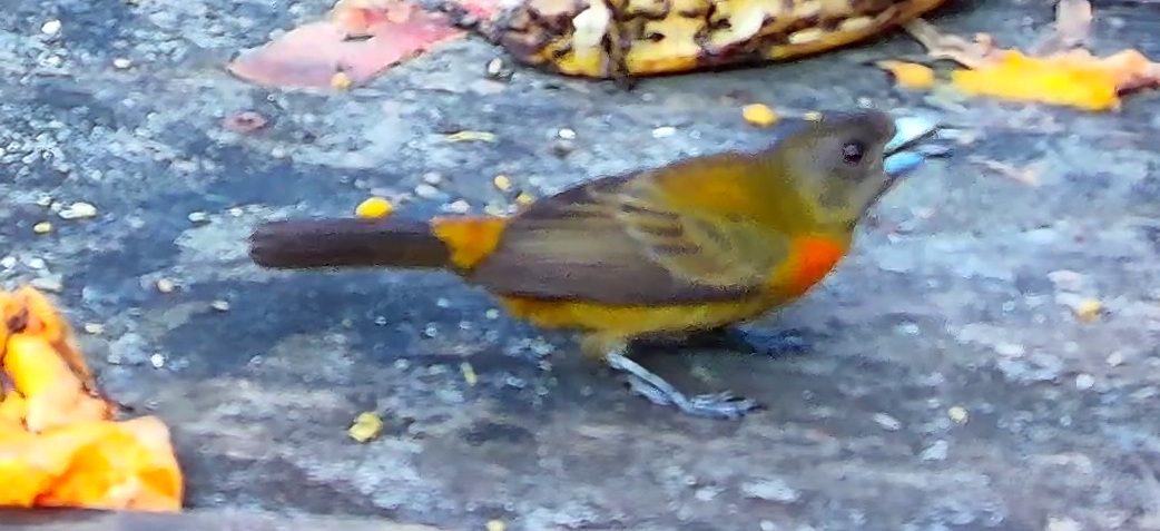 Tangara flamboyant