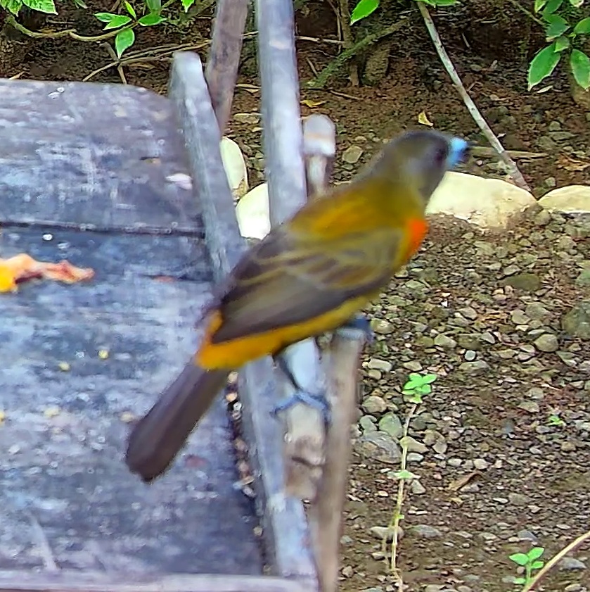 Tangara flamboyant