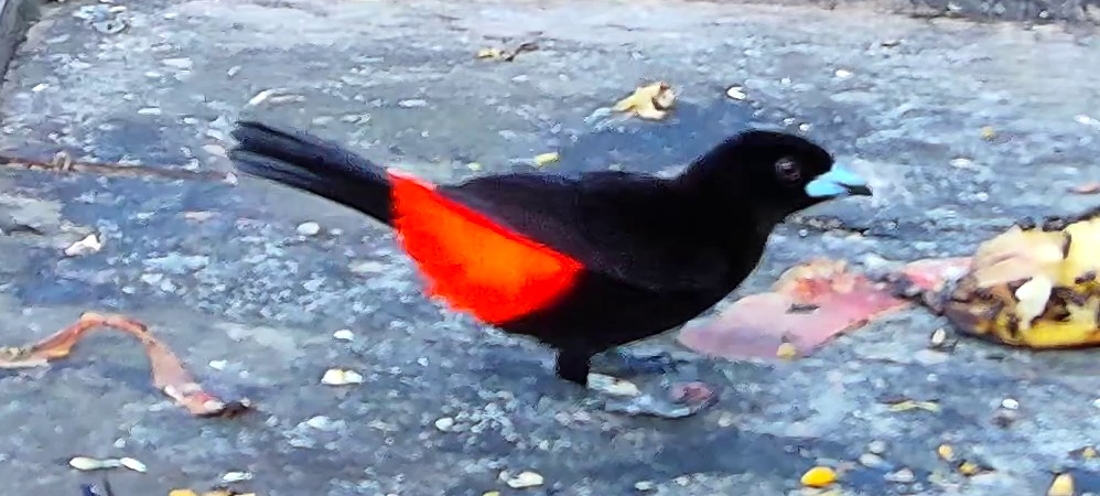 Tangara du Costa Rica