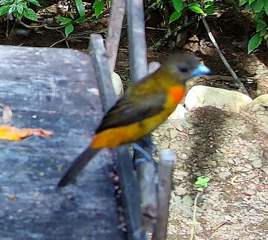 Tangara flamboyant