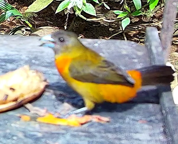 Tangara flamboyant
