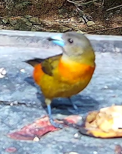 Tangara du Costa Rica