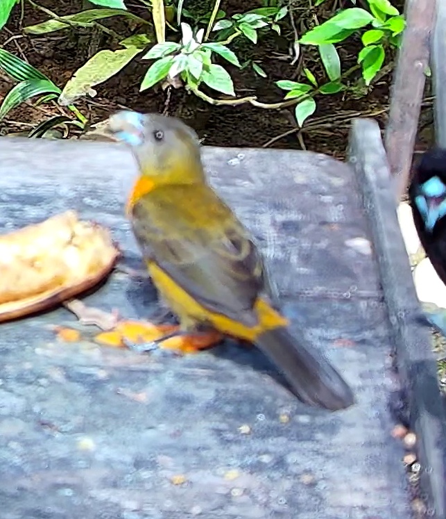 Tangara flamboyant