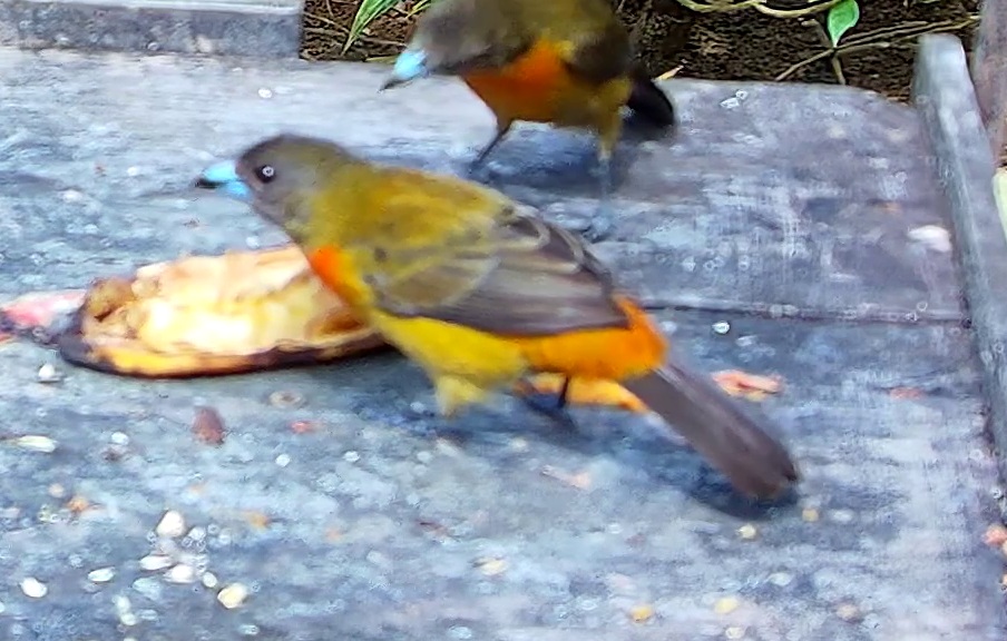 Tangara flamboyant