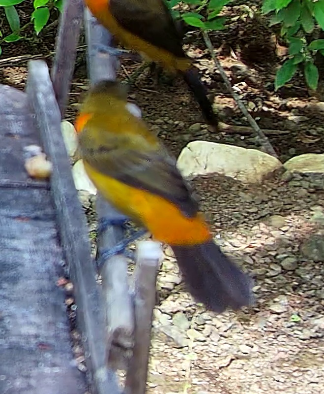 Tangara flamboyant