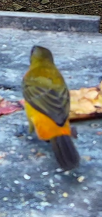 Tangara flamboyant