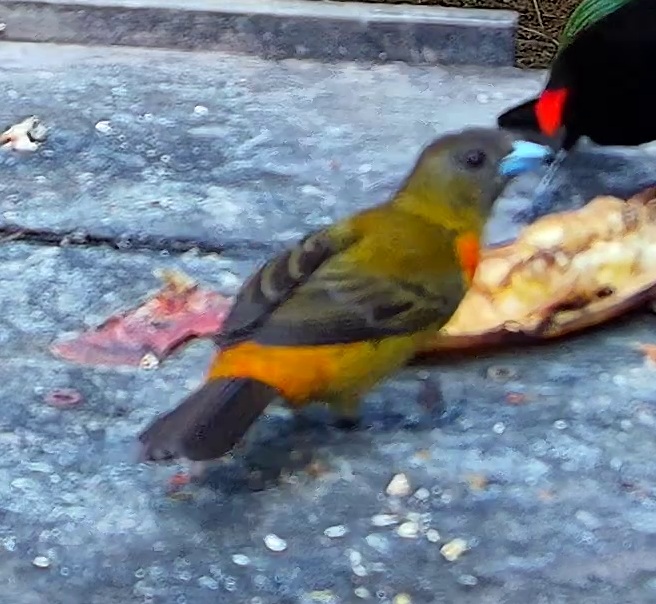 Tangara flamboyant