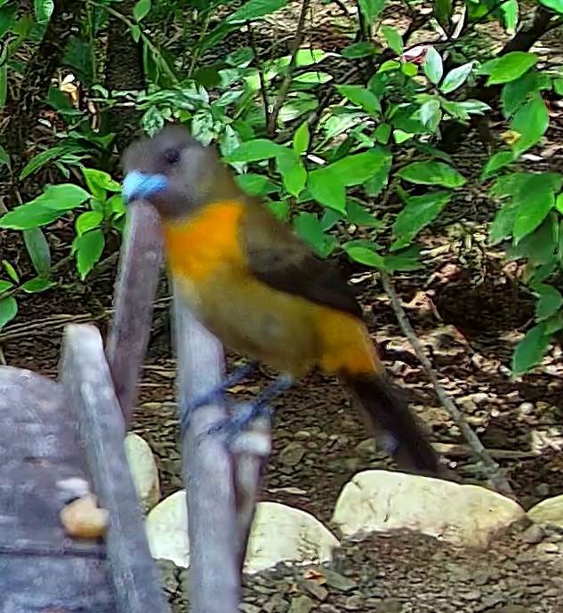 Tangara flamboyant