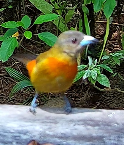 Tangara flamboyant