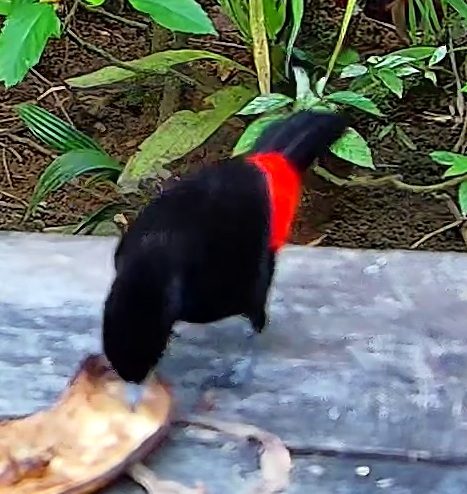 Tangara à croupion rouge