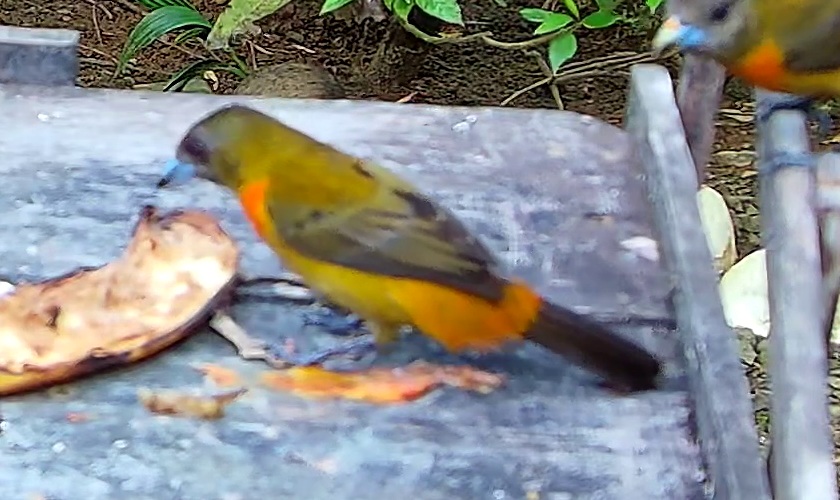 Tangara flamboyant