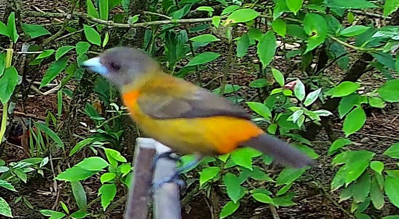 Tangara flamboyant