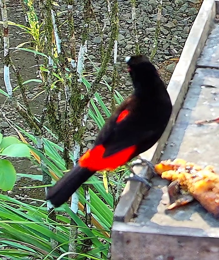 Tangara du Costa Rica