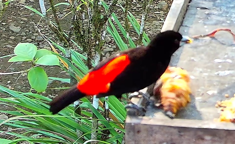 Tangara à croupion rouge