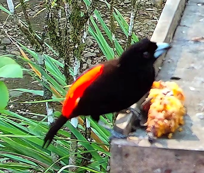 Tangara flamboyant