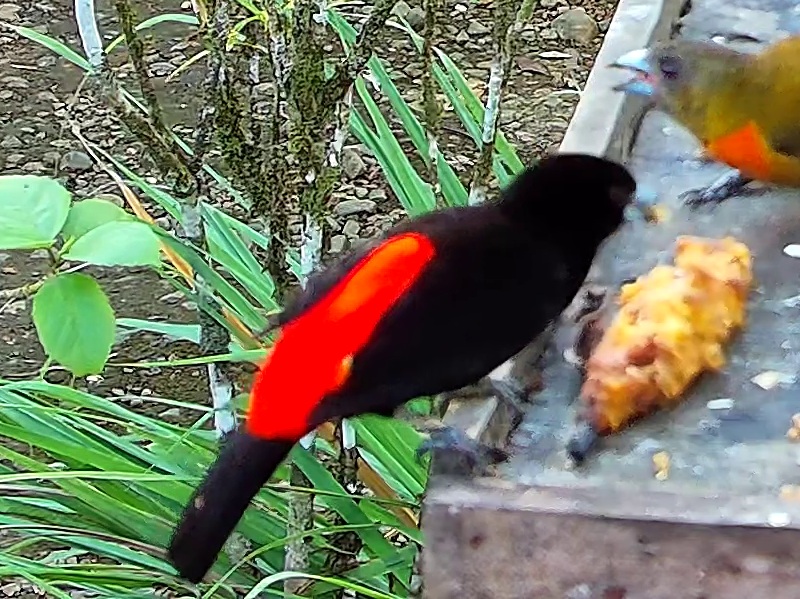 Tangara flamboyant