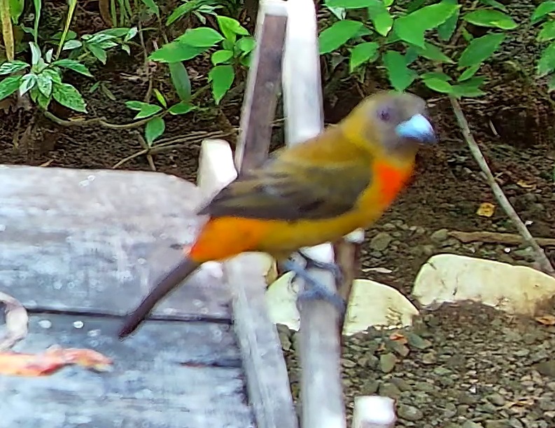 Tangara ceinturé