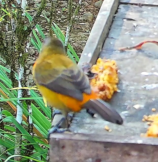 Tangara flamboyant