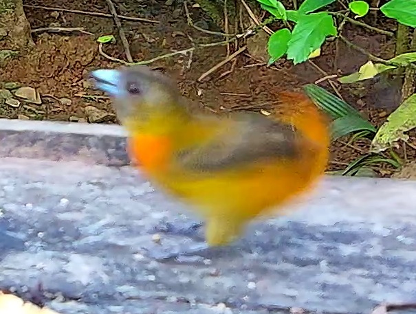 Tangara flamboyant