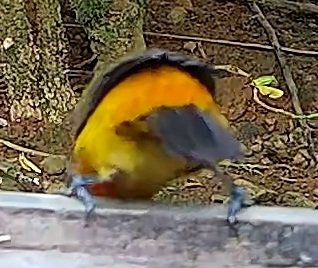 Tangara évêque