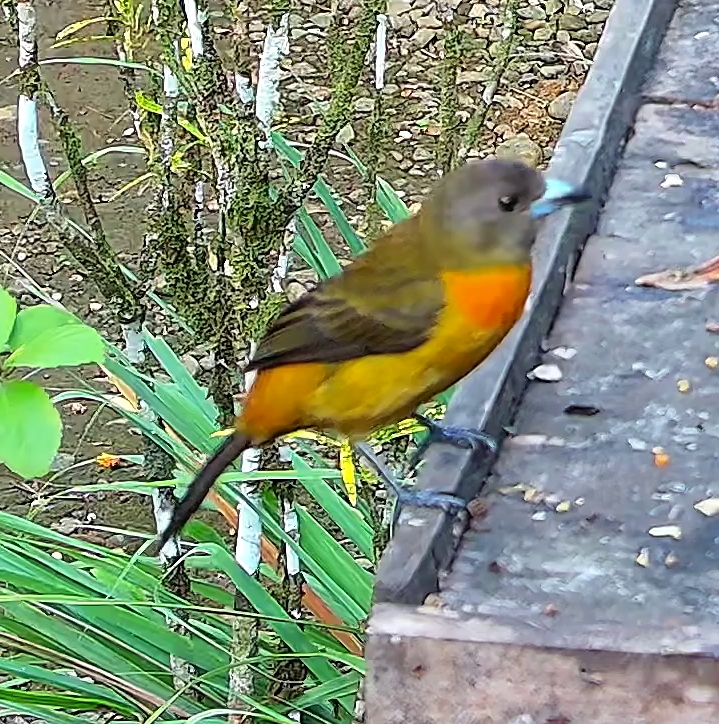 Tangara flamboyant