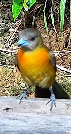 Tangara flamboyant