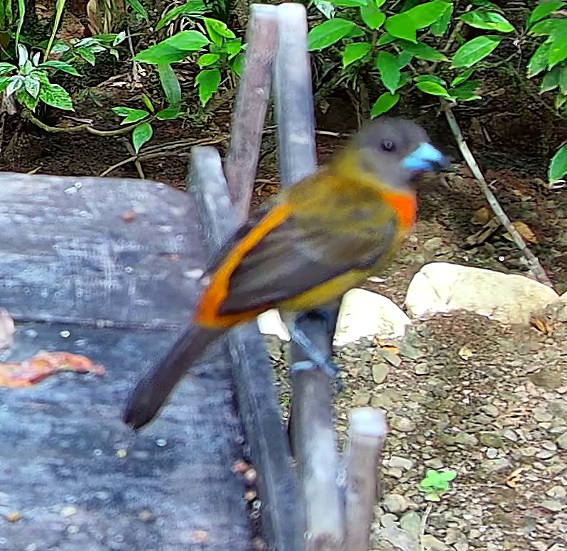 Tangara flamboyant