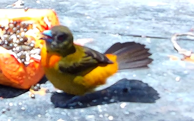 Tangara flamboyant