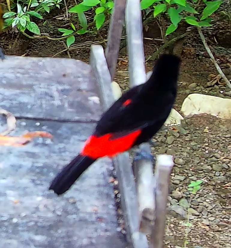 Tangara flamboyant