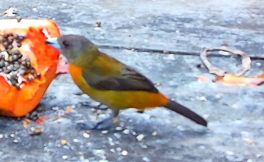 Tangara flamboyant