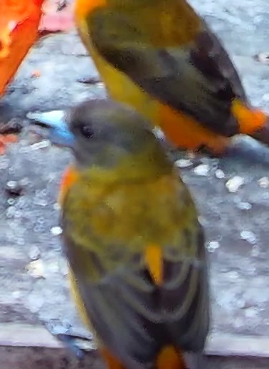 Tangara flamboyant