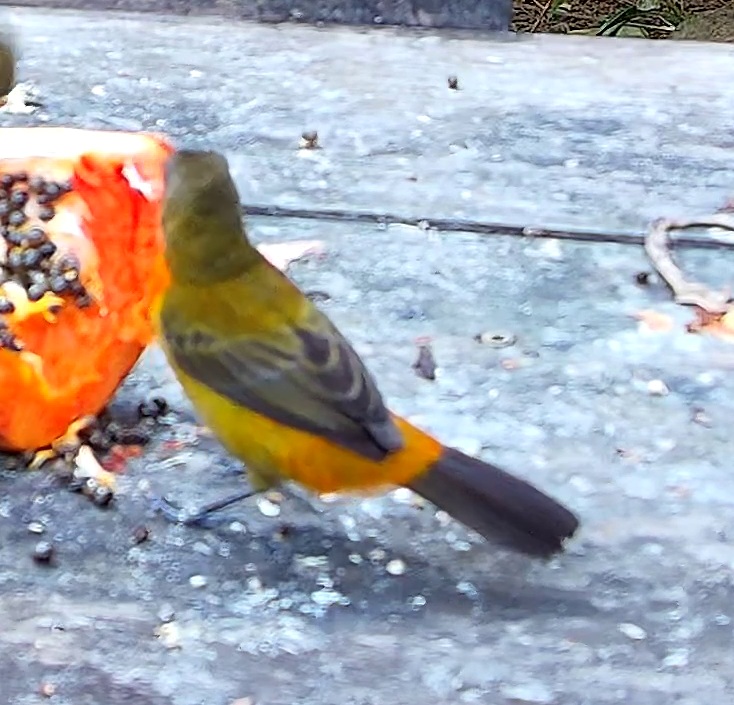 Tangara flamboyant