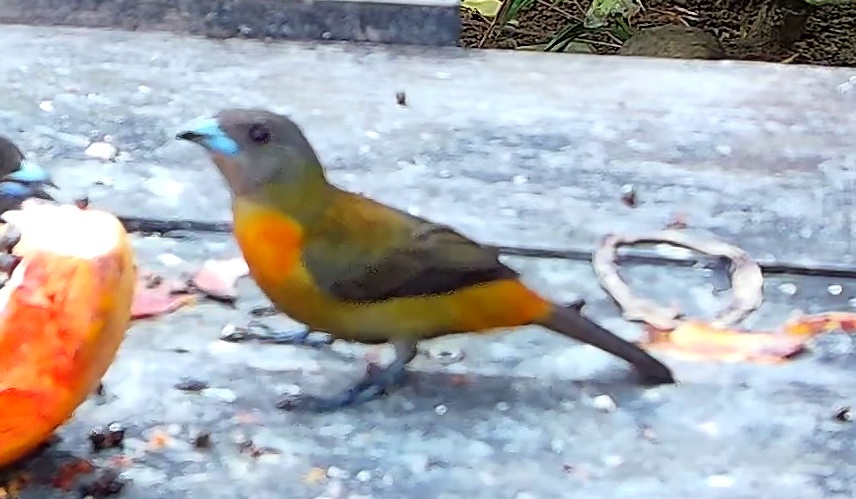 Tangara flamboyant