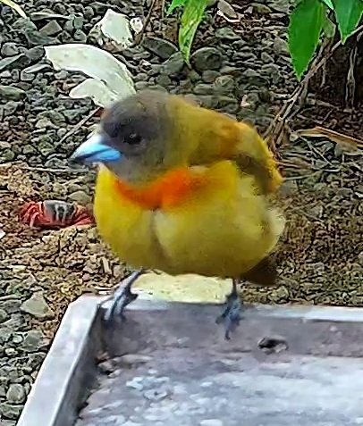 Tangara flamboyant