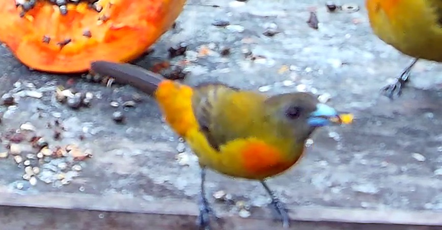Tangara flamboyant