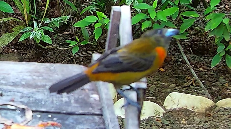 Piranga à dos rayé