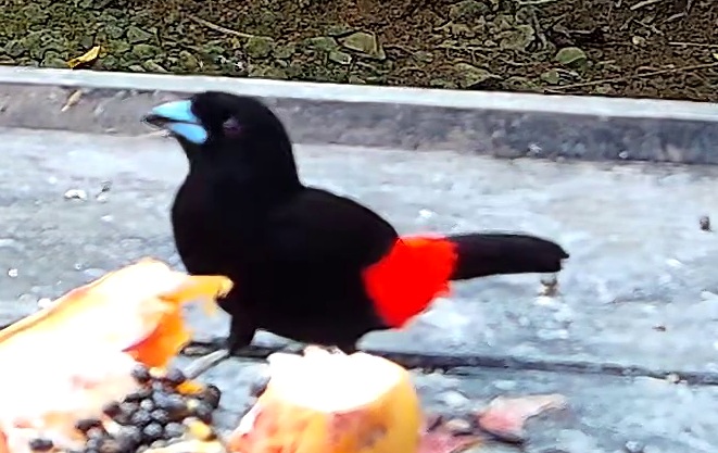 Tangara à croupion rouge