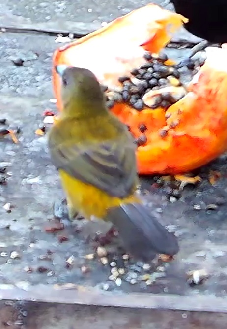 Tangara flamboyant