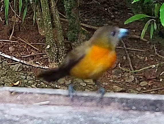 Tangara flamboyant