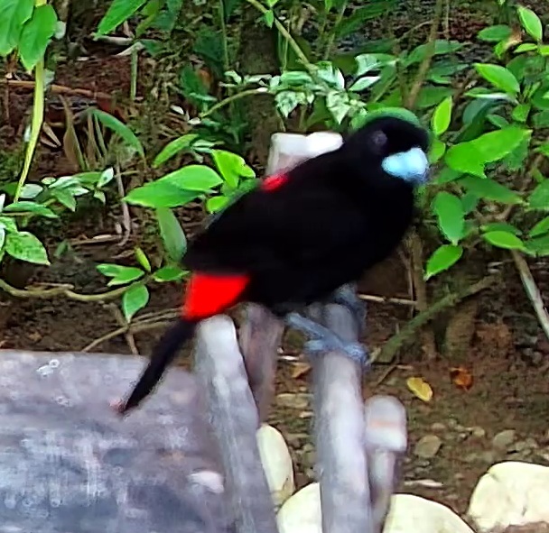 Tangara à croupion rouge