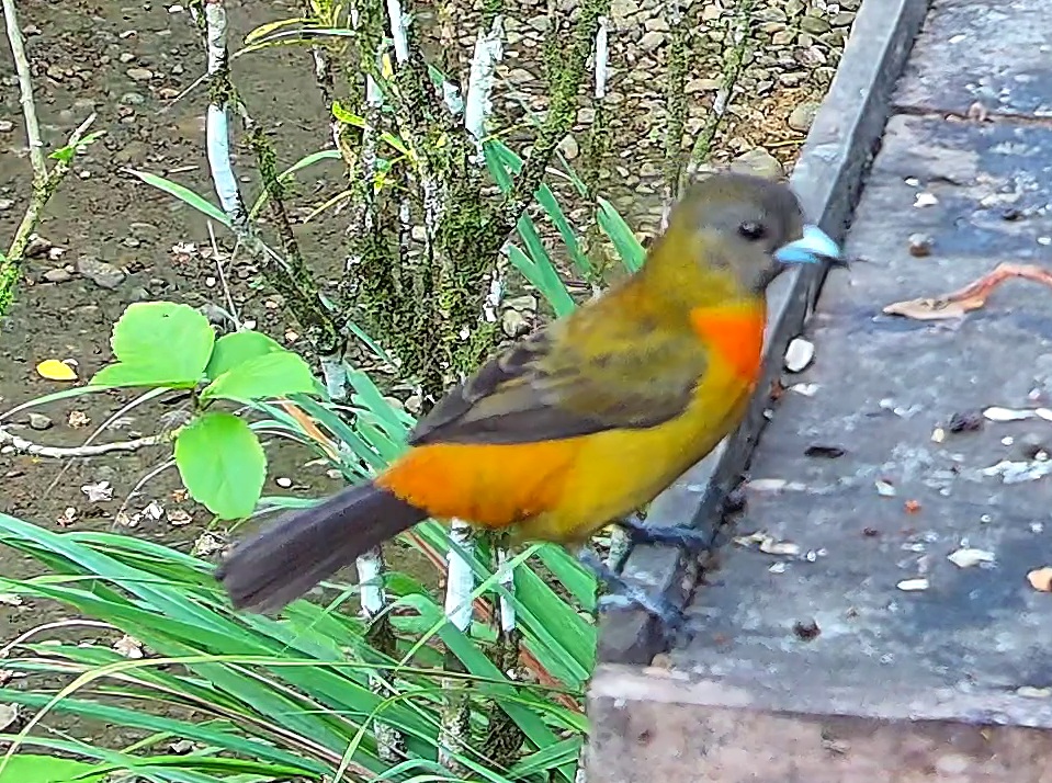 Tangara flamboyant