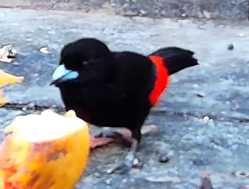 Tangara du Costa Rica