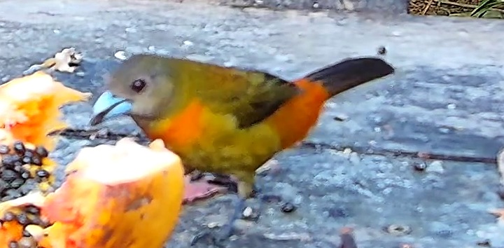 Tangara flamboyant
