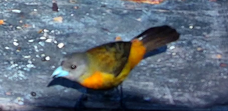 Tangara flamboyant