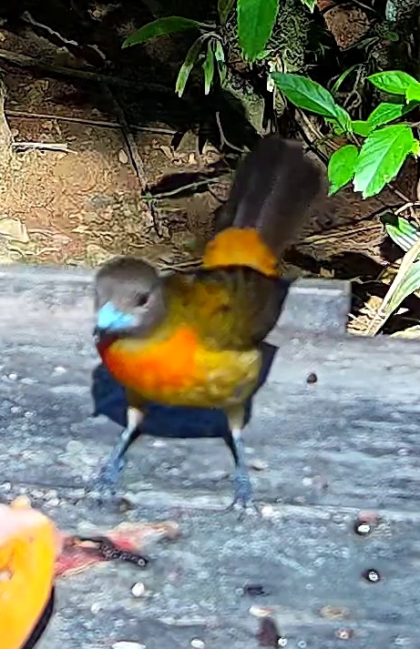 Tangara flamboyant